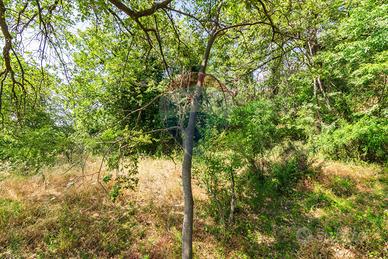 Terreno - Trecastagni