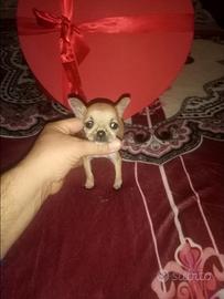 Chihuahua mini toys