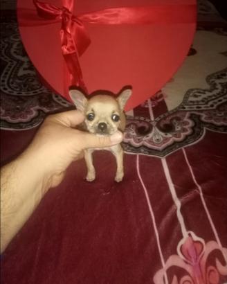 Chihuahua mini toys