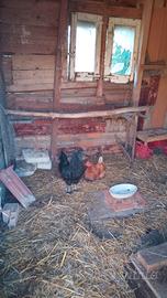 Ayam Cemani gallo e gallina