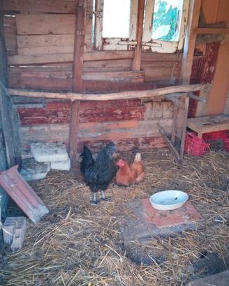 Ayam Cemani gallo e gallina