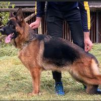 Cucciola di pastore tedesco