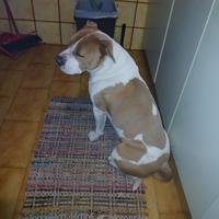 American staffordshire terrier
