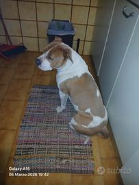 American staffordshire terrier