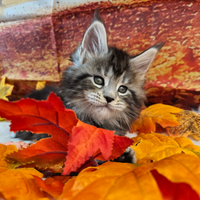 LEGGERE TUTTO SOTTO Maine Coon TOP
