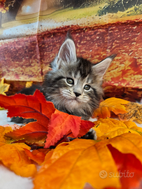 LEGGERE TUTTO SOTTO Maine Coon TOP