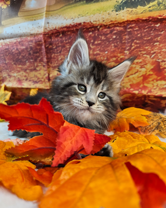 LEGGERE TUTTO SOTTO Maine Coon TOP