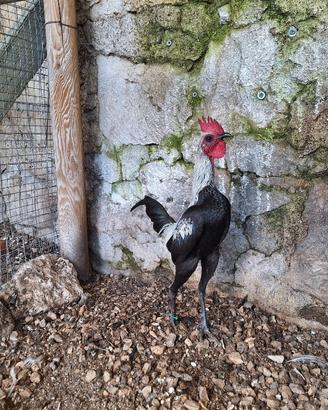Animali