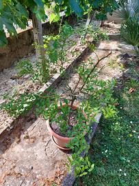 pianta finger lime