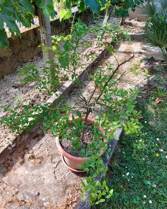 pianta finger lime