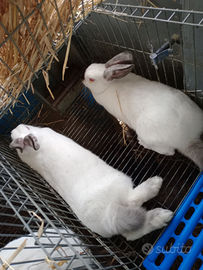 Conigli California e ibridi