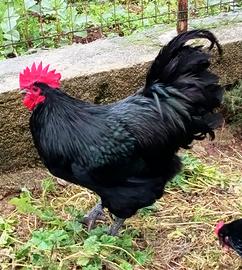 Galline e Pulcini Australorp