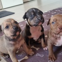 American pitbull terrier