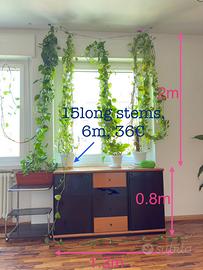 Pothos Gigante e Rigoglioso – 6 Metri di Verde