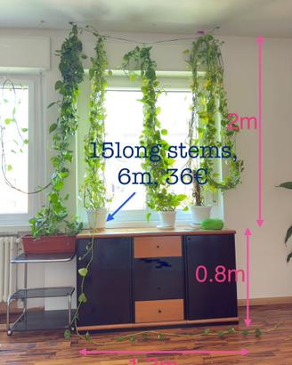 Pothos Gigante e Rigoglioso – 6 Metri di Verde
