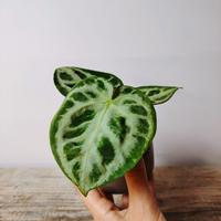 Anthurium Crystallinum "Silver Blush"