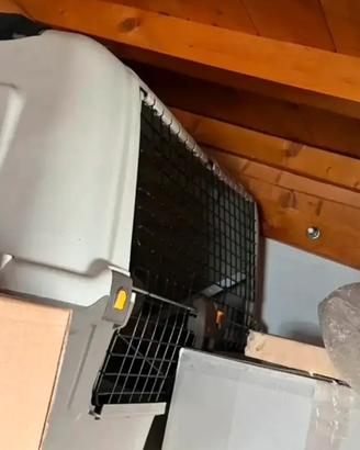 Trasportino da auto per cane grande.