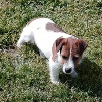 Jack Russell