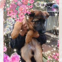 Il pastore tedesco enci