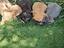 Immagine 4