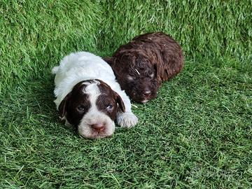 Lagotto romagnolo