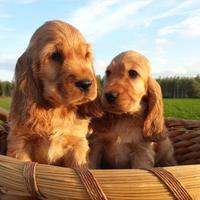 Cocker spaniel