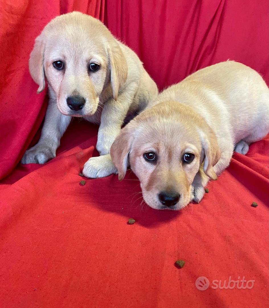 Labrador - Animali In vendita a Torino