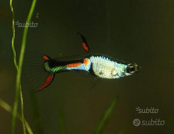 Poecilia Wingei EL SIlverado, endler, piante