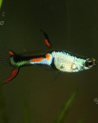 Poecilia Wingei EL SIlverado, endler, piante