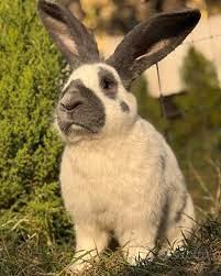 Conigli: bianco/rossi - bianco/blu - bianco/neri