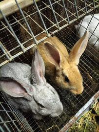 Conigli due mesi