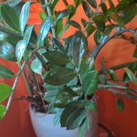 pianta da appartamento 