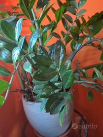 pianta da appartamento 