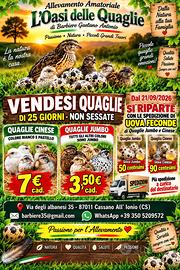 Quaglie cinese e jumbo