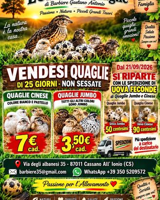 Quaglie cinese e jumbo