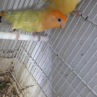 Coppie pappagalli inseparabili roseicollis