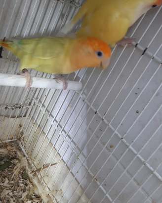 Coppie pappagalli inseparabili roseicollis