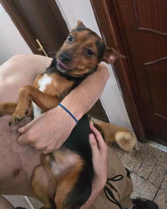 Pincher nano 2 maschi in  adozione