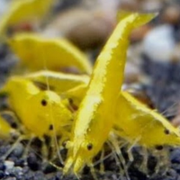 Caridine yellow(leggi)