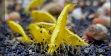 Caridine yellow(leggi)