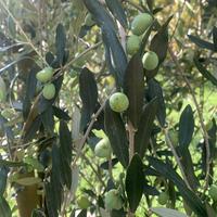 Rete per raccolta olive