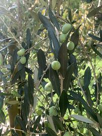 Rete per raccolta olive