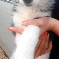 Husky occhi blu