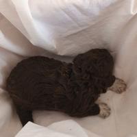 Cuccioli di Lagotto Romagnolo