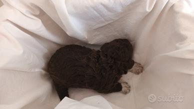 Cuccioli di Lagotto Romagnolo