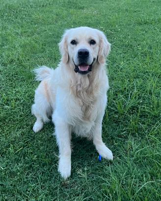 Golden Retriever Monta