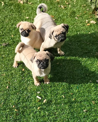 Carlino cuccioli