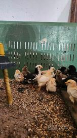 Pulcini, galline nane, moroseta