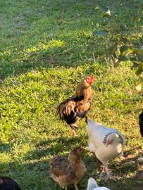 Galline Auracana