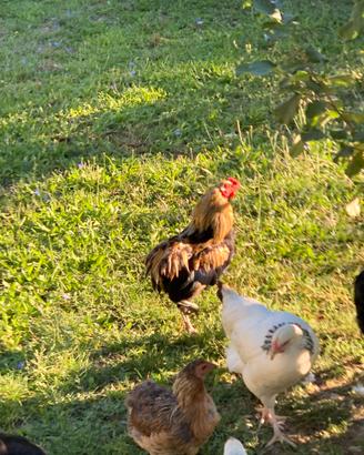 Galline Auracana